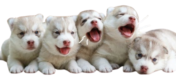 Siberian Husky health guarantee