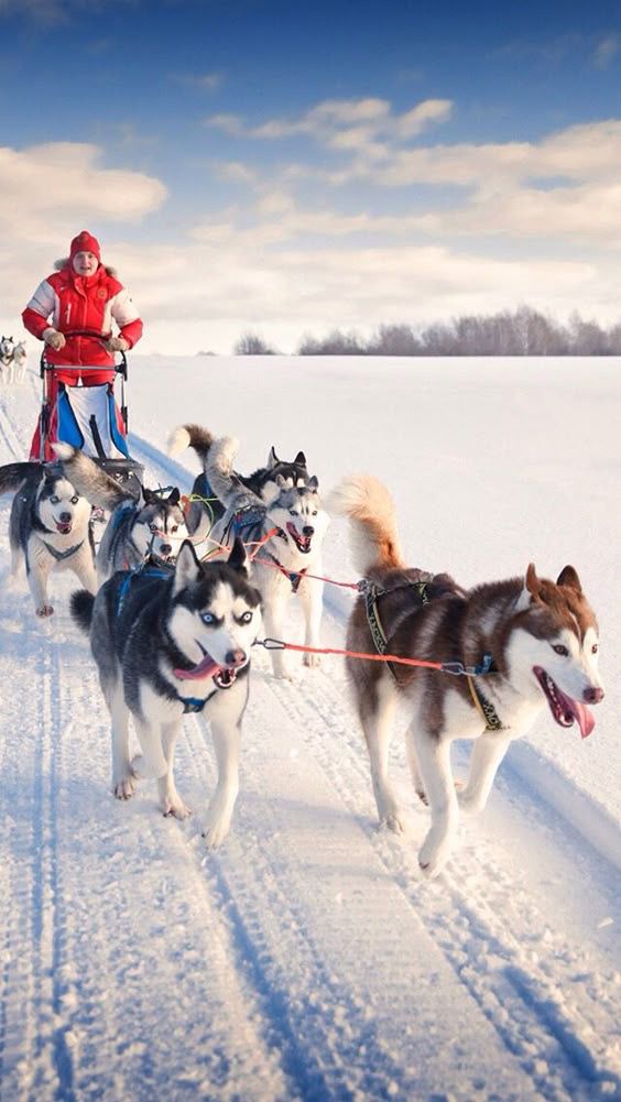 siberian husky puppies for sale