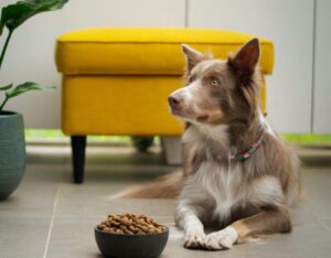 best husky puppy food