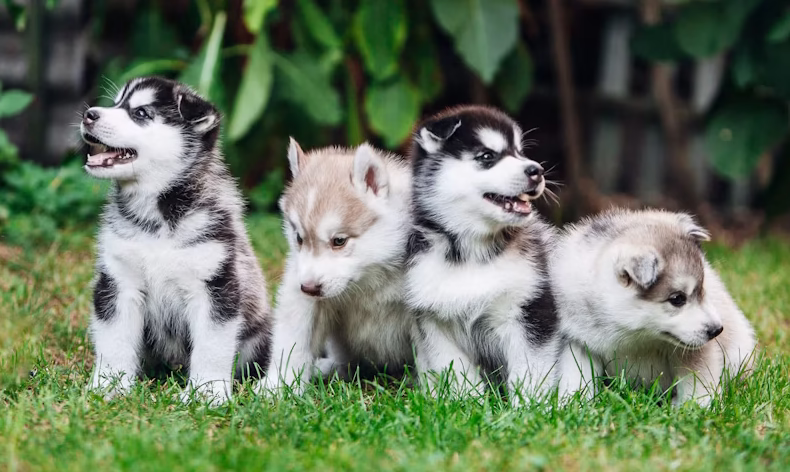 blue eyes husky pups
