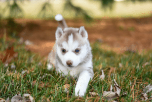 Husky puppy for sale with blue eyes sitting on grass