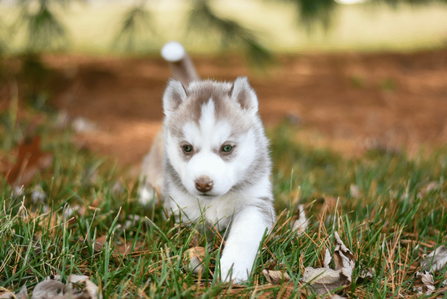 Husky puppy for sale with blue eyes sitting on grass