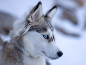 Siberian Husky with blue eyes standing in a snowy field, featured image for breed guide