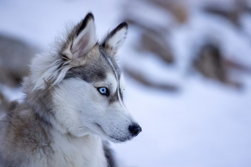 Siberian Husky with blue eyes standing in a snowy field, featured image for breed guide